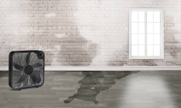 Best Water damage contractors near me  in Bonner West Riverside, MT